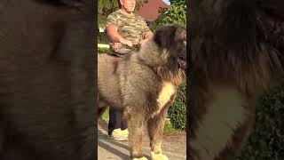 Caucasian shepherd Dog [upl. by Tletski]