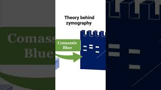 Zymography theoretical explanation imagej angiogenesis analysis short zymography [upl. by Ossy]