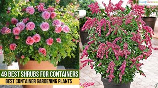 49 Best Shrubs for Containers  Best Container Gardening Plants [upl. by Aisa]