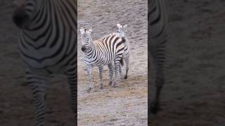 The young Zebras dancing wildlifefacts [upl. by Fonville853]