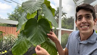 Ficus umbellata care Huge thin heart shaped leaves [upl. by Nylra787]