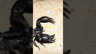 Unbelievable Scorpion Facts 🦂 [upl. by Eldreeda]