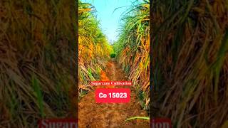 Short video sugarcane cultivation co 15023 [upl. by Salohcim]