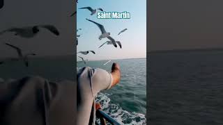 On the way To Saint Martin travelling seagulls ship saintmartintour shipphotography [upl. by Uwton131]