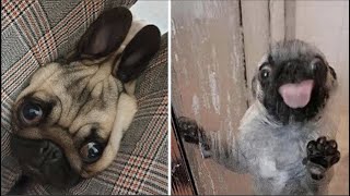 Made your day with these funny and cute Pug Puppy Videos Compilation [upl. by Olnee736]