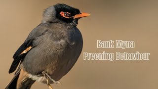 Bank Myna Preening Behavior Why They Rub Their Wings [upl. by Rhodes]