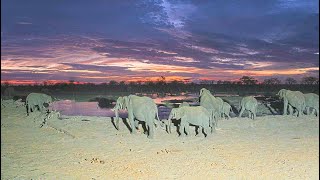 EarthCam Live Hideaways Camp Kuzuma African Watering Hole Chobe Botswana [upl. by Hpejsoj688]