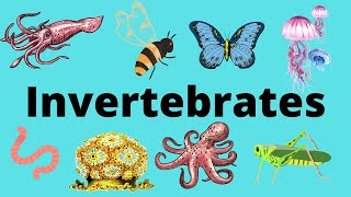 The Diversity of Invertebrates [upl. by Eiro]