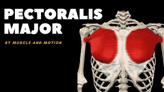 The Pectoralis Major Muscle Origin Insertion and Actions [upl. by Aurea]