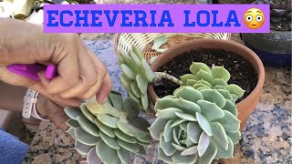 How to Propagate Echeveria Lola Succulent Propagation [upl. by Hoopes]