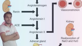 ReninAngiotensin System RAAS detail lectures Biology  renin pathway physiology  know your RAS [upl. by Retsehc]