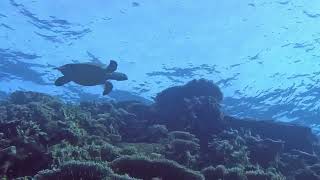 Scuba Diving  Red Sea 11  Brothers Dedalus and Elphinstone  Part 1 [upl. by Bazil401]