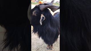 Markhor Goat viralvideo [upl. by Malliw]