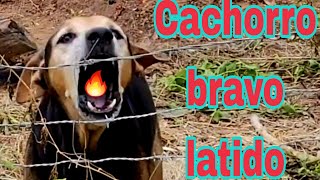 Latido de cachorro bravo [upl. by Ewnihc136]