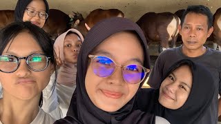 peternakan sapi qurban vlog with interview 🤯💞 [upl. by Ahker]