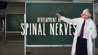 Neuroanatomy S1 E2B Development of Spinal Nerves neuroanatomy spinalcord spine medicine [upl. by Akapol]