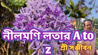 Petrea volubilisNilmoni lata plant care A to zSree Sanjiban [upl. by Hibbert999]