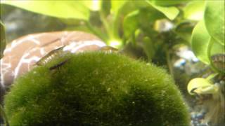 Asellus aquaticus waterlouse aquatic sowbug graze on Moss Ball  Wasserasseln auf Futtersuche [upl. by Doownel147]