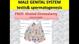 Histology of testis 2 spermatogenesis spermiogenesis [upl. by Eirrem]