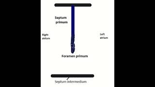 Development of interatrial septum shortsyoutube [upl. by Amoeji909]