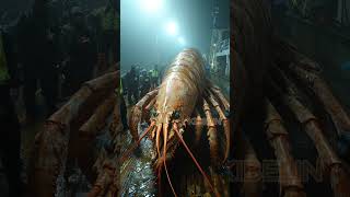 Giant Deep Sea Creature Caught by Fishermen🐙🦑🦀deepseafishing fishingexploration giantseacreature [upl. by Alhan]