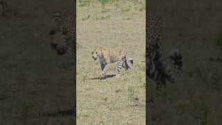 Leopard Walks By  Wildlife ShortsAfrica youtubechamps [upl. by Nathanael]