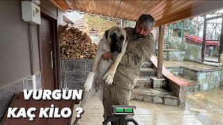 ZAYIF OLAN KÖPEĞİM VURGUNU KANTARA ÇIKARDIK KAÇ KİLO ALMIŞ [upl. by Aitselec]