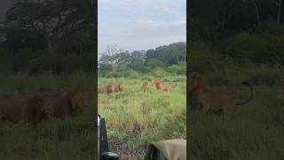 Lioness Nearly Killed Protecting Her Cubs  Grumeti Serengeti National Park [upl. by Kneeland]