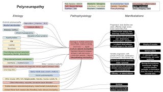 Polyneuropathy axonal and demyelinating neuropathies mechanism of disease [upl. by Roselin510]