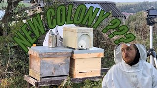 Transferring a New Colony from Nuc to Hive  Looking to merge the hives [upl. by Rita]