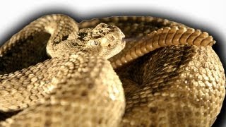 Slow Motion Rattlesnake  Slo Mo  BBC Earth Explore [upl. by Ynohtona]