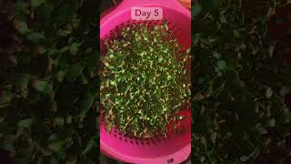 🌱Hydroponic Methi at Home Grow Fenugreek in Water Without Soil 💧 shorts hydroponics Methi [upl. by Repmek]