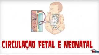 M201 Circulação fetal e Neonatal [upl. by Ayanad]