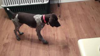 Dieter German Shorthaired Pointer pointing at fly [upl. by Cleave946]