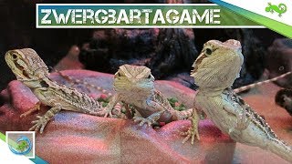 🦎 ZWERGBARTAGAME  Alle wichtigen Informationen in 100 Sekunden [upl. by Nylyak]