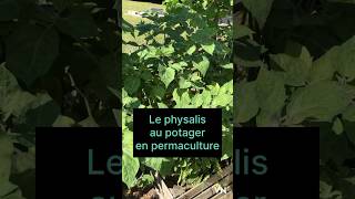 Le physalis au jardin potager permaculture short status subscribe [upl. by Aihsenal]