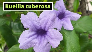 Ruellia tuberosa [upl. by Niassuh]