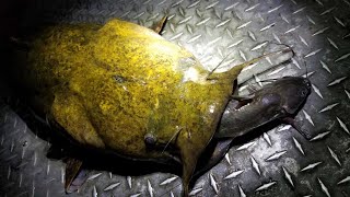 Catching Flatheads with Live Channel Catfish [upl. by Ecinahc]