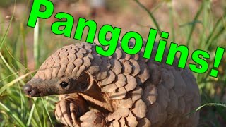 All About Pangolins [upl. by Sekyere]