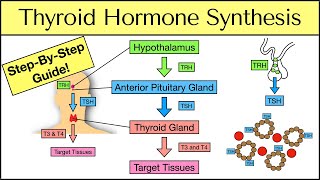 Thyroid Hormone Synthesis StepByStep Pathway Physiology Explained [upl. by Avie]