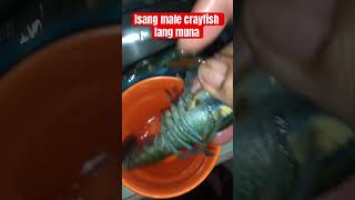 Crayfish menu crayfish crayfishfarming aquarium crayfishfarm crayfishing [upl. by Monda]