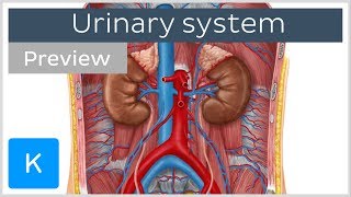 Urinary system organs and functions preview  Human Anatomy  Kenhub [upl. by Eehc788]