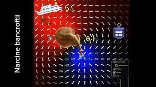 The lesser electric ray maintains an incredible charge  Equipotential lines [upl. by Er]