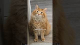 As if I ever had a choice 😅 cat cuteanimal cutecat cute catvideos pets animals cutepet [upl. by Anselmi]