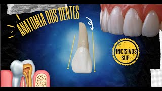 Tudo sobre Anatomia dos Incisivos Superiores e Inferiores [upl. by Kizzee]