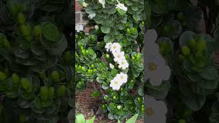 Beautiful Diamond Spire gardenias in full bloom flowers gardening gardenia diamondspire [upl. by Drewett392]