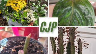 Vlog plantes vertes et jardin [upl. by Milzie]