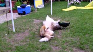 Duck Duck Dog sheltie playing with ducks [upl. by Nahbois]