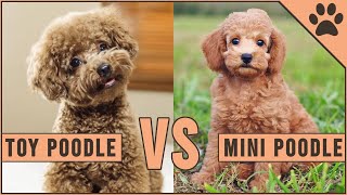 Toy Poodle vs Miniature Poodle [upl. by Reede]