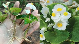 Begonia plant propagation  how to propagate begonias from cuttings  begonia plant care [upl. by Rehpotsirhc]